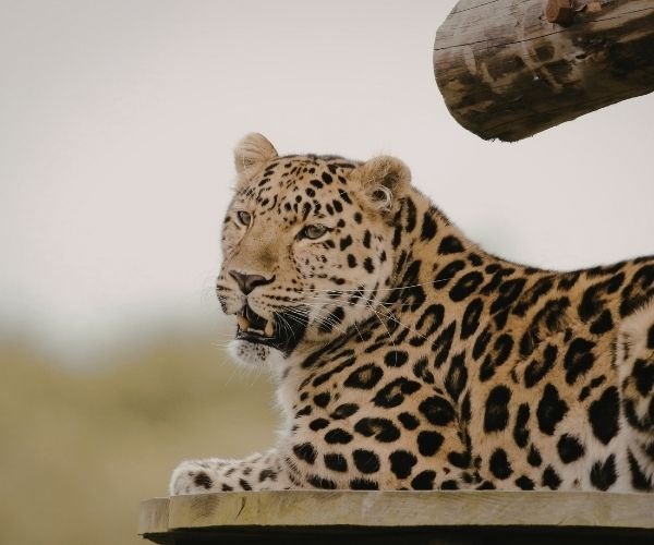 Ranakpur Jain Temple