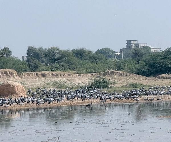 Ranakpur Jain Temple