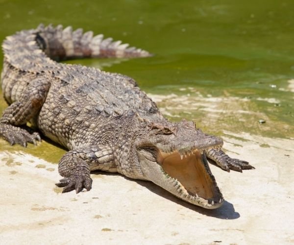 Ranakpur Jain Temple